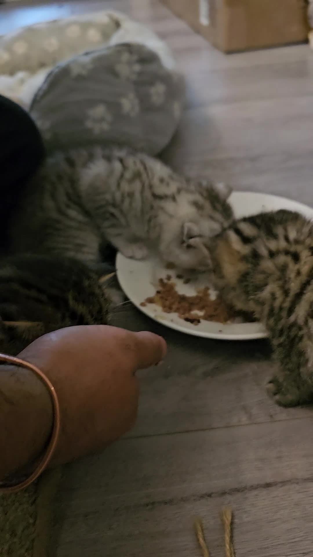 British Shorthair cats for sale: ✨️✨️Tabby British Shorthair kitten✨️✨️ - Video 3