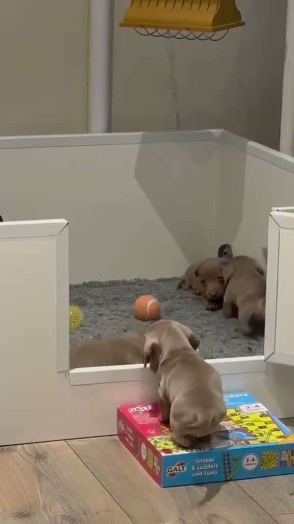 Dachshund dogs for sale: K.C registered miniature dachshund puppies - Video 1