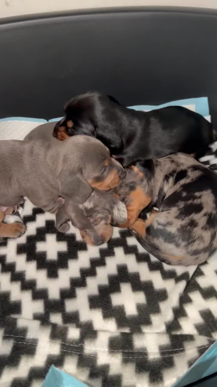 Miniature Dachshund dogs for sale: Mini dachshund  - Video 2