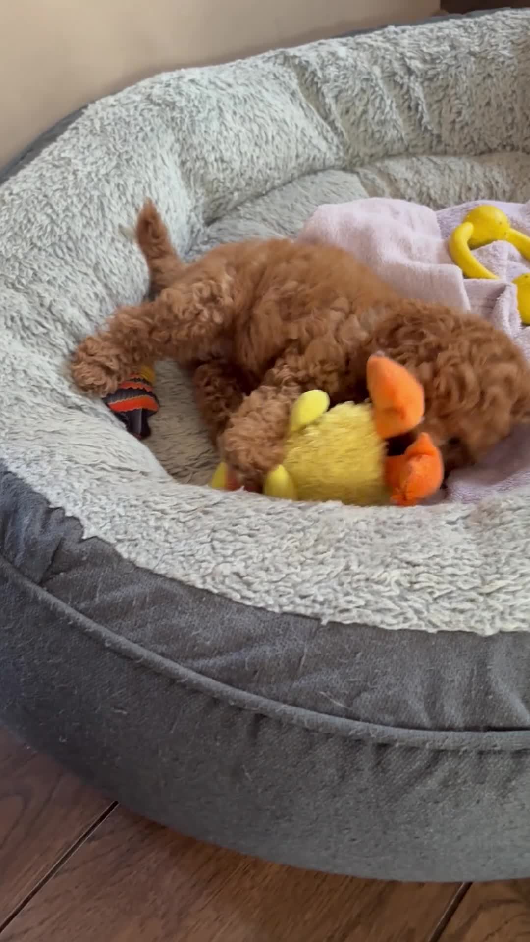 Cockapoo dogs for sale: Last girl available, ready for her forever home! - Video 1