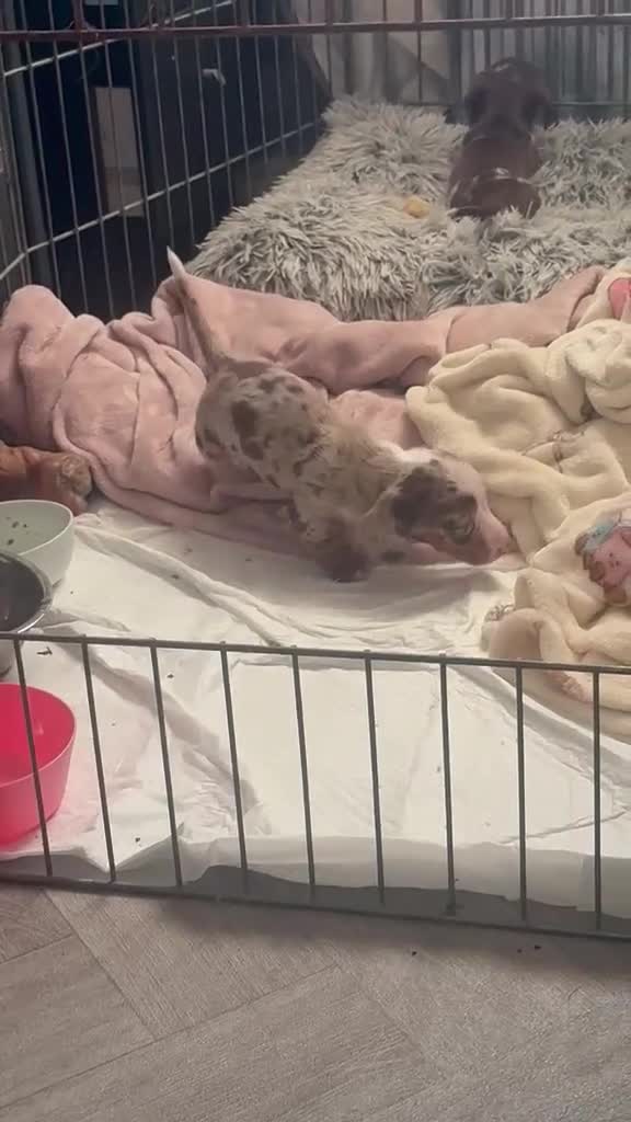 Dachshund dogs for sale: Mini sausages (girls) - Video 2