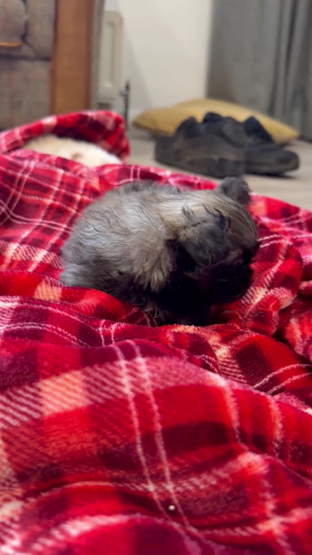 Pekingese dogs for sale: Kc Pekingese  - Video 1