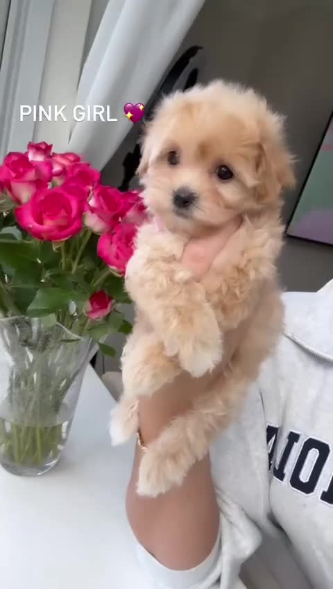 Maltipoo dogs for sale: F1 Maltipoos KC reg health tested parent - Video 2