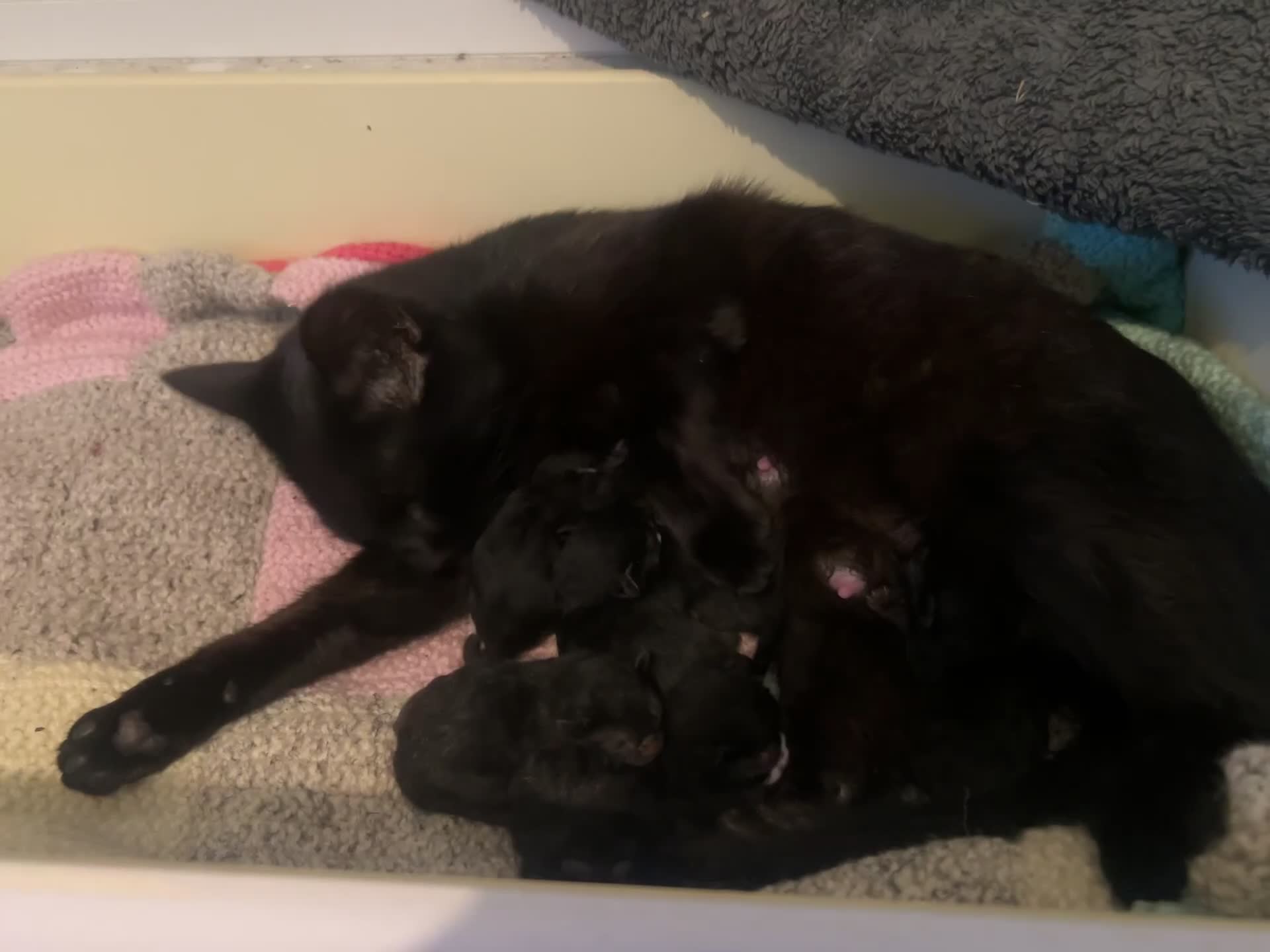 Mixed Breed cats for sale: Beautiful Kittens Looking for Their Forever Homes - Video 1