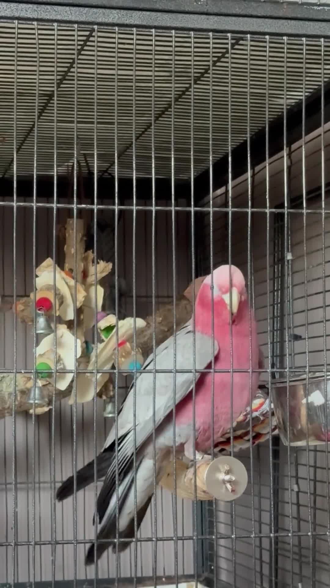 Cockatoo birds for sale: Talking Hand tame female galah cockatoo  - Video 2