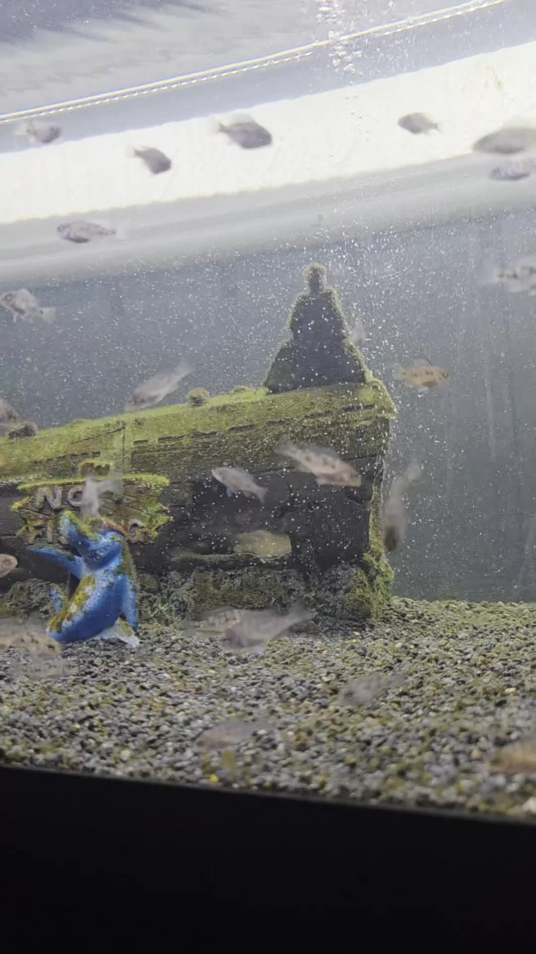 Cichlids fish for sale: Peacock cichlid - Video 1