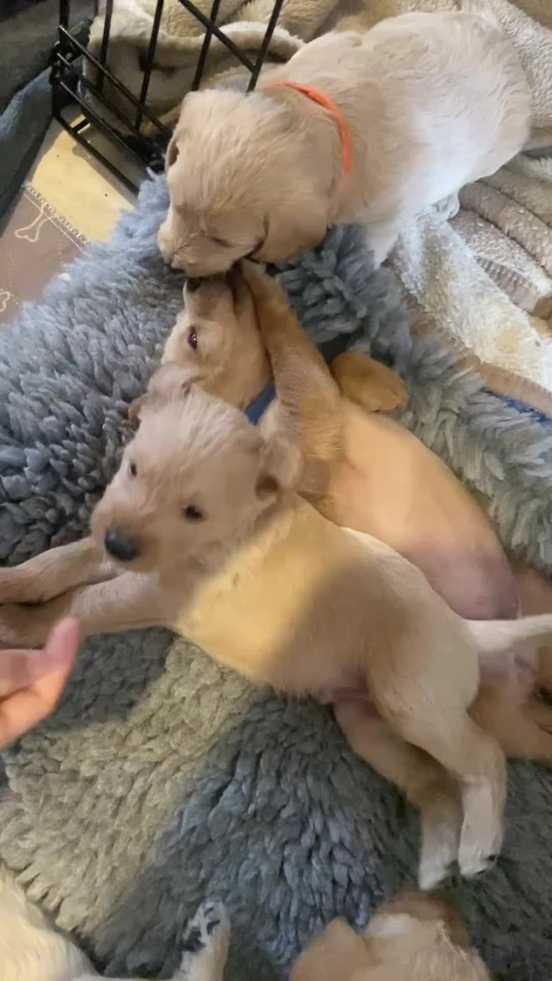 Labradoodle dogs for sale: School Dog Rare Multigen F3 Labradoodles - Video 2