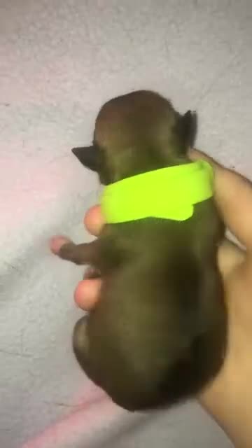 Pomchi dogs for sale: 🐾POMCHI PUPPIES🐾 - Video 2