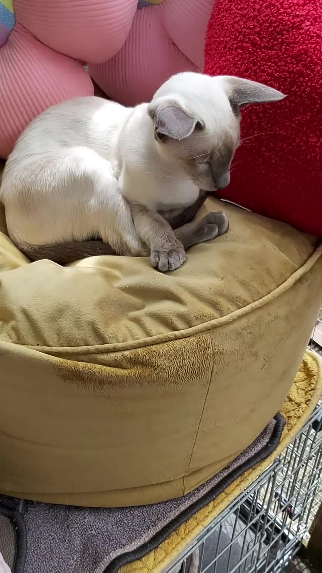 Oriental cats for sale: Full Pedigree Oriental 1 Kitten XL size ears GCCF in Biggleswade - Video 3