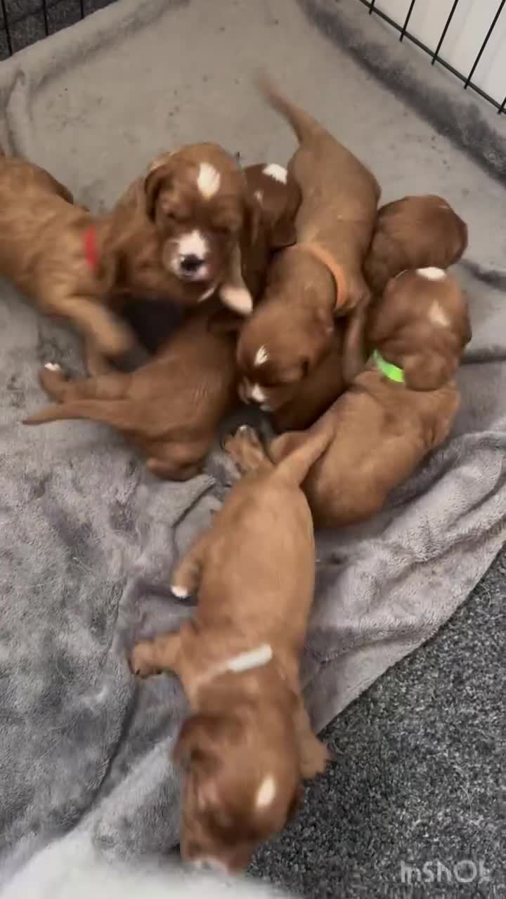Cavapoo dogs for sale: Red Cavapoo Puppies 4 males 1 female Left - Video 1