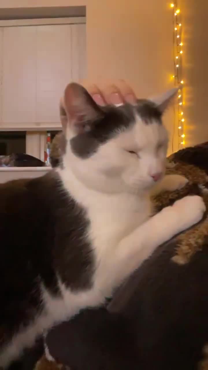 British Shorthair cats for sale: Cookie looking to Rehome  - Video 1