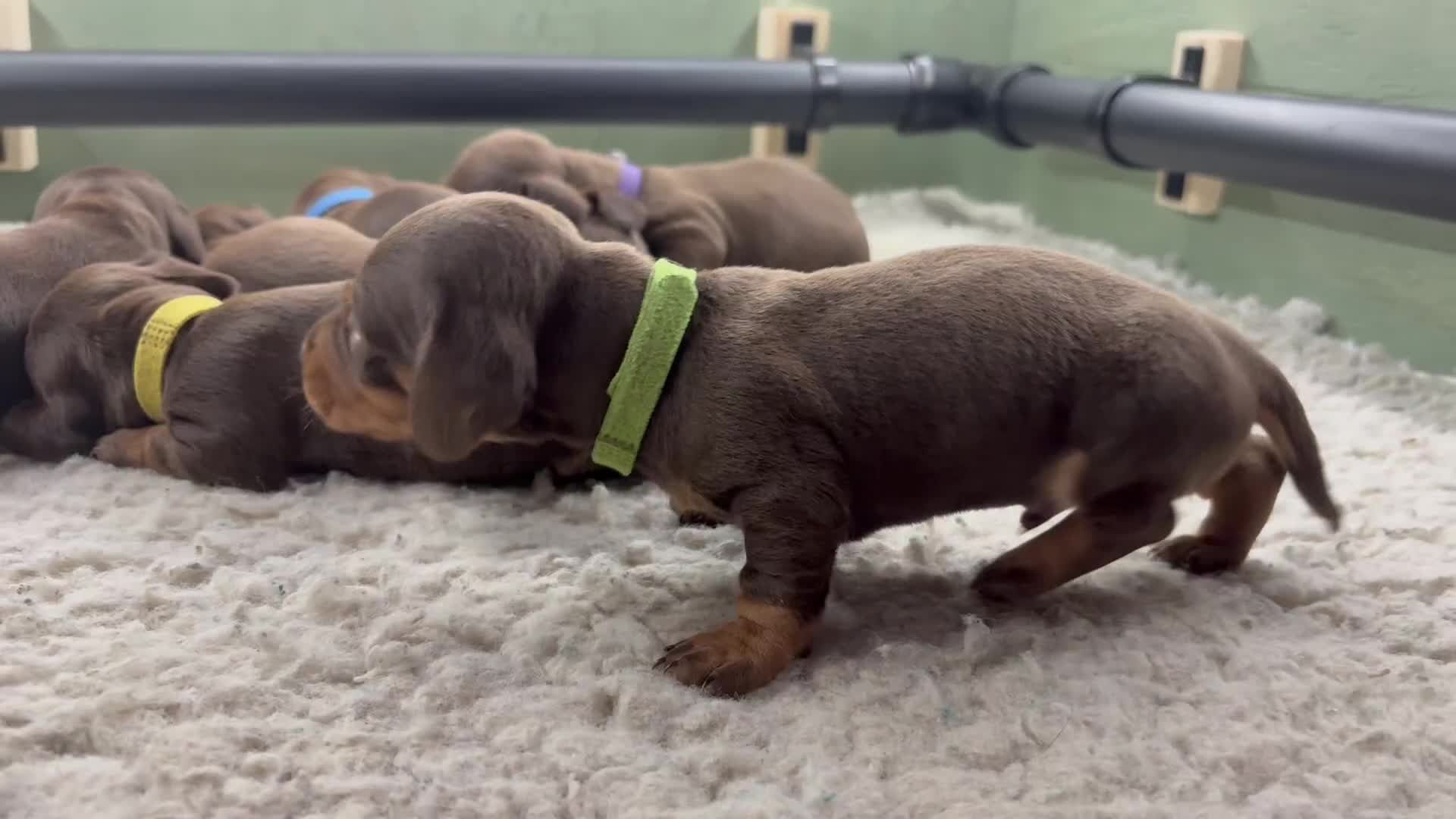 Miniature Dachshund dogs for sale: Miniature dachshund puppies  - Video 1