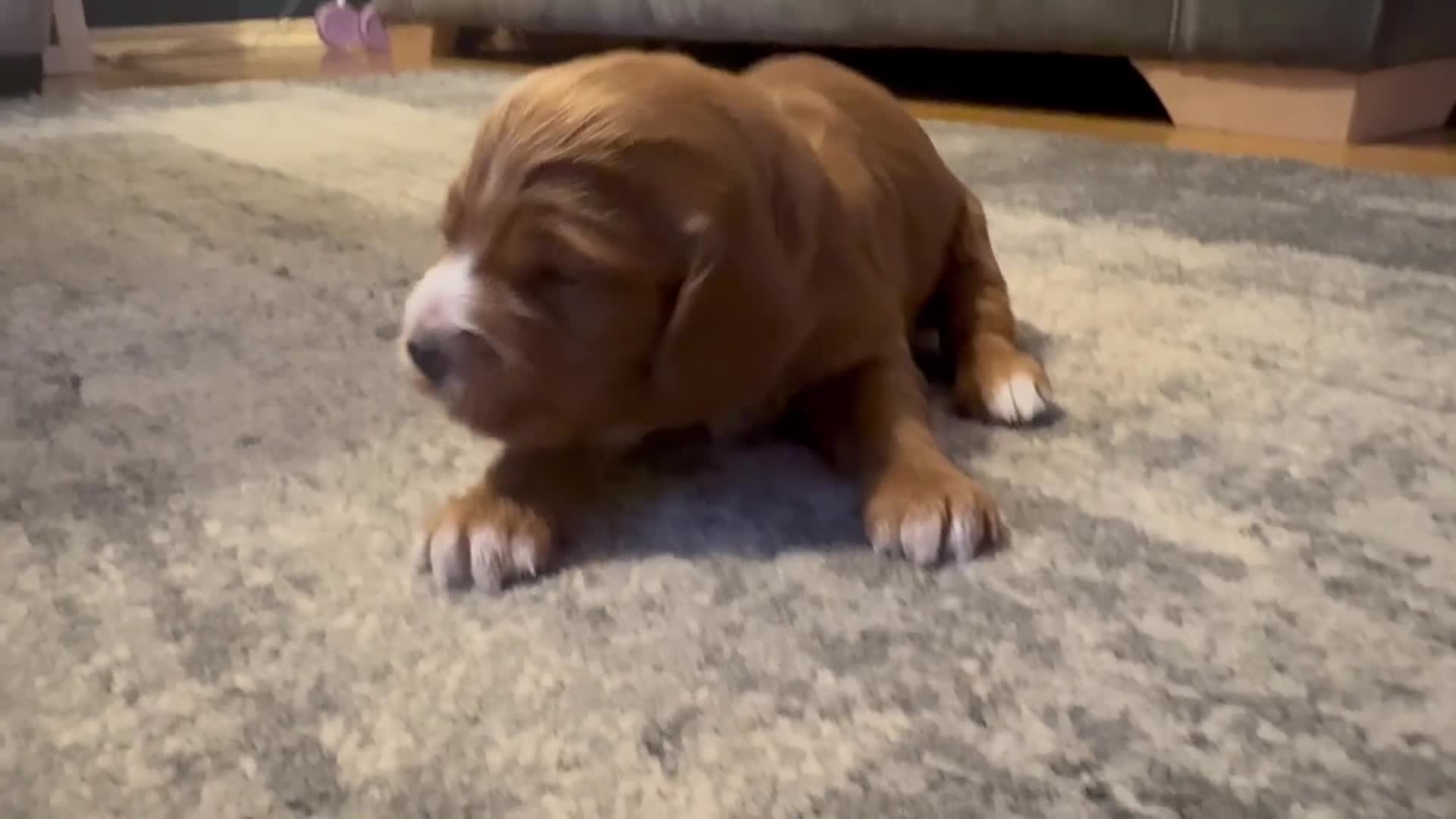 Cockapoo dogs for sale: Gorgeous F2B Cockapoo puppies  - Video 2