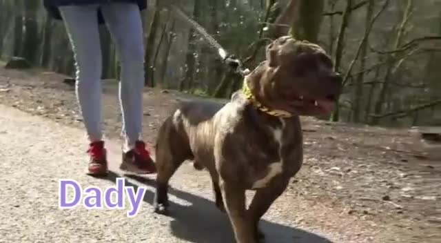 Staffordshire Bull Terrier dogs for sale: Staffy puppies  in Plymouth - Video 2