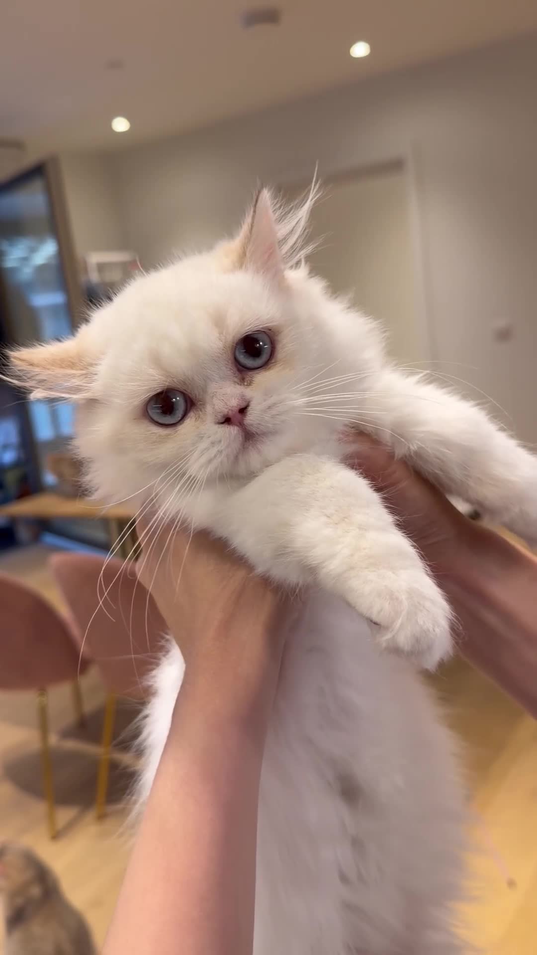 Munchkin cats for sale: Munchkin super short leg kitten - Video 1
