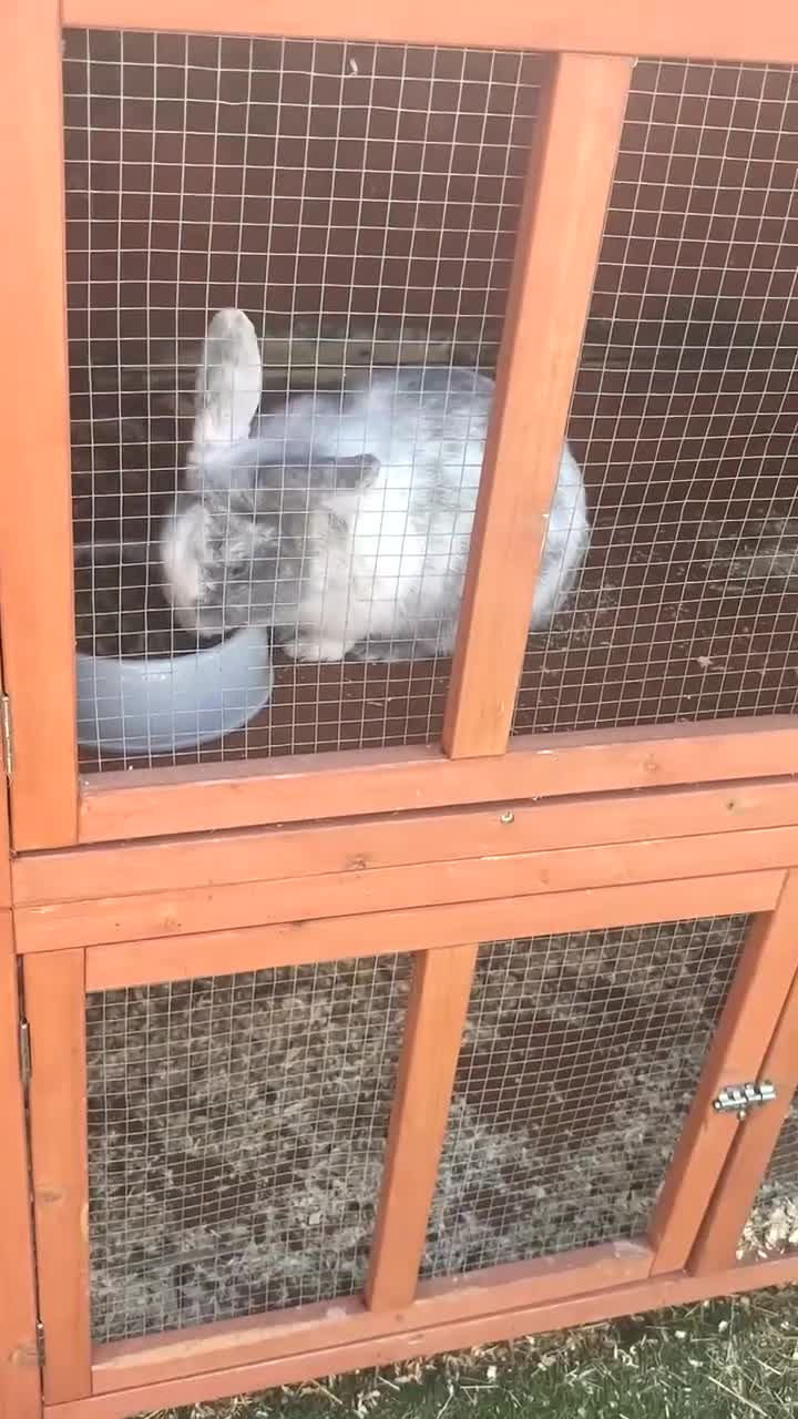 French Lop rabbits for sale: Two male rabbits  - Video 1