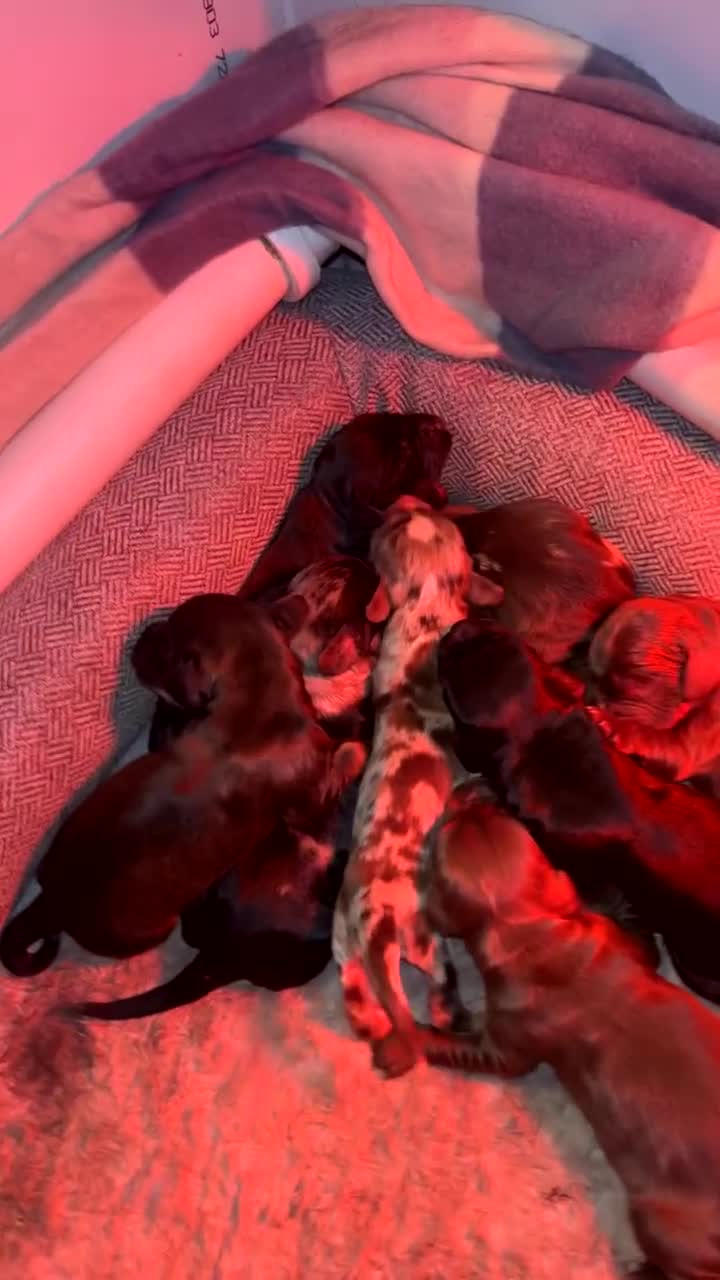 Cocker Spaniel dogs for sale: Merle cocker spaniels  - Video 1