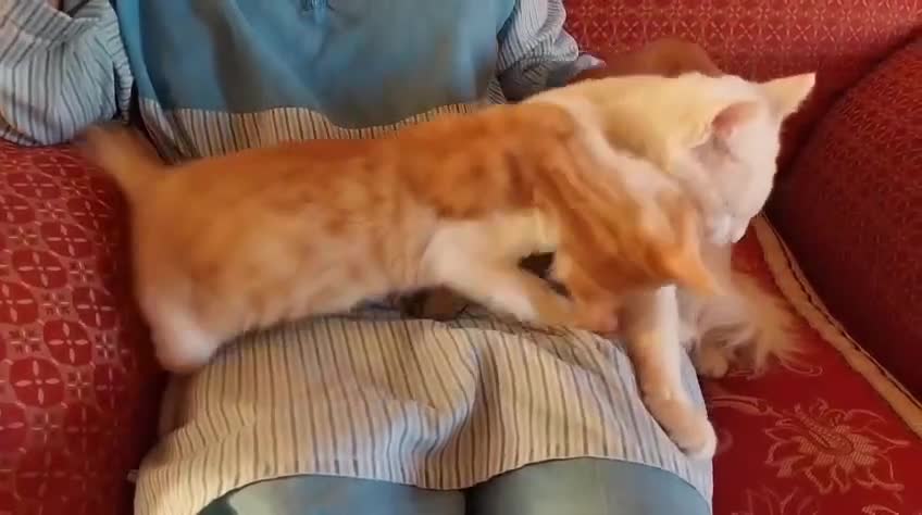 Mixed Breed cats for adoption: TINY - GIRL BIG PERSONALITY FUN AFFECTIONATE  - Video 3