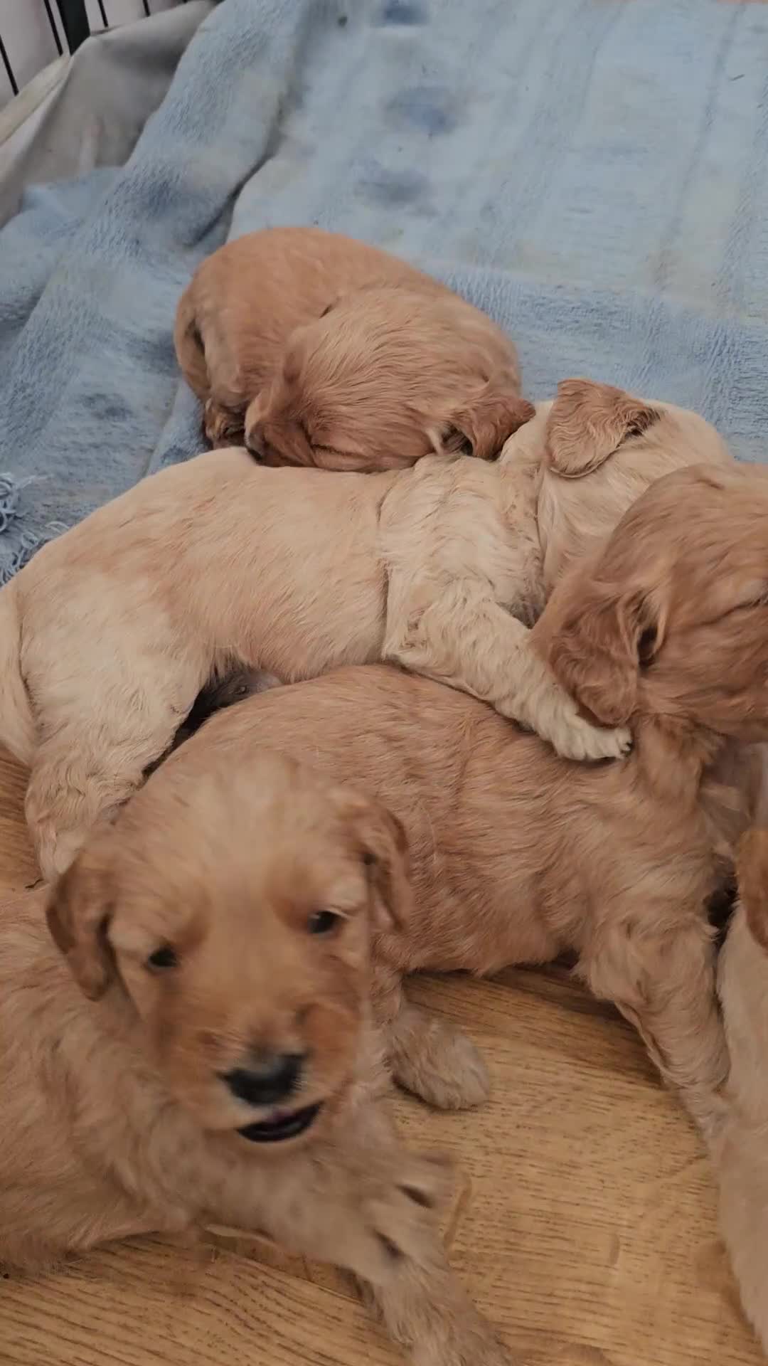 Mini Goldendoodle dogs for sale: Beautiful Mini Golden doodles available - Video 1