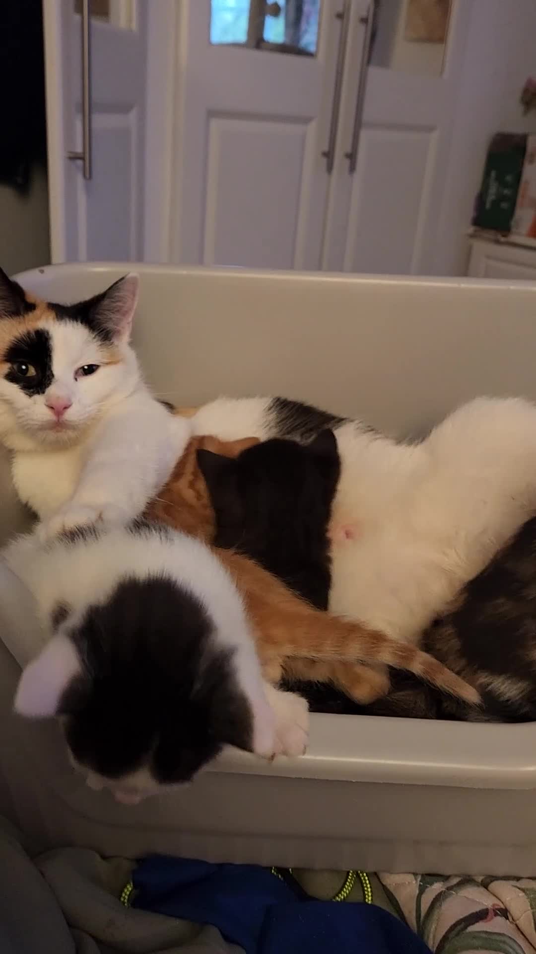 Mixed Breed cats for sale: Mixed breed kittens in Lancaster - Video 1