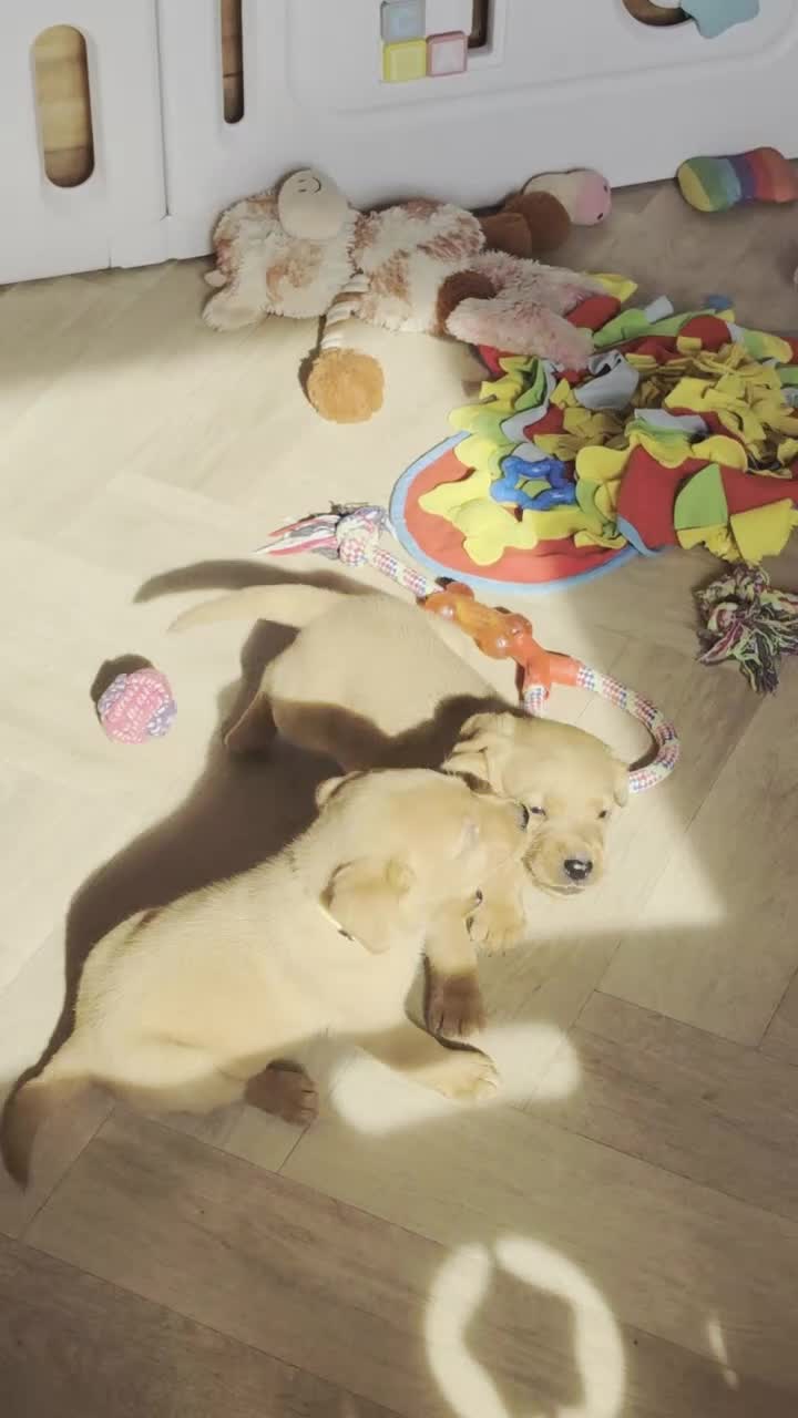 Labrador Retriever dogs for sale: 1 BEAUTIFUL FOX RED KC GIRL, HEALTH TESTED PARENTS - Video 1