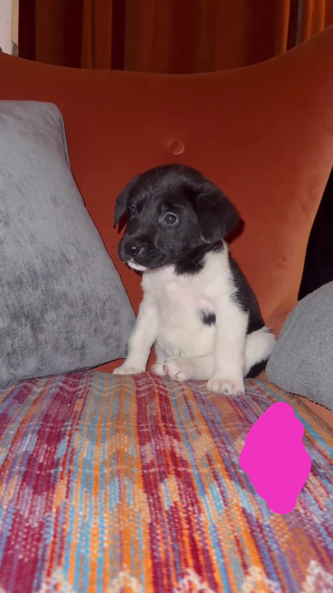 Mixed Breed dogs for sale: Labrakita - Video 4