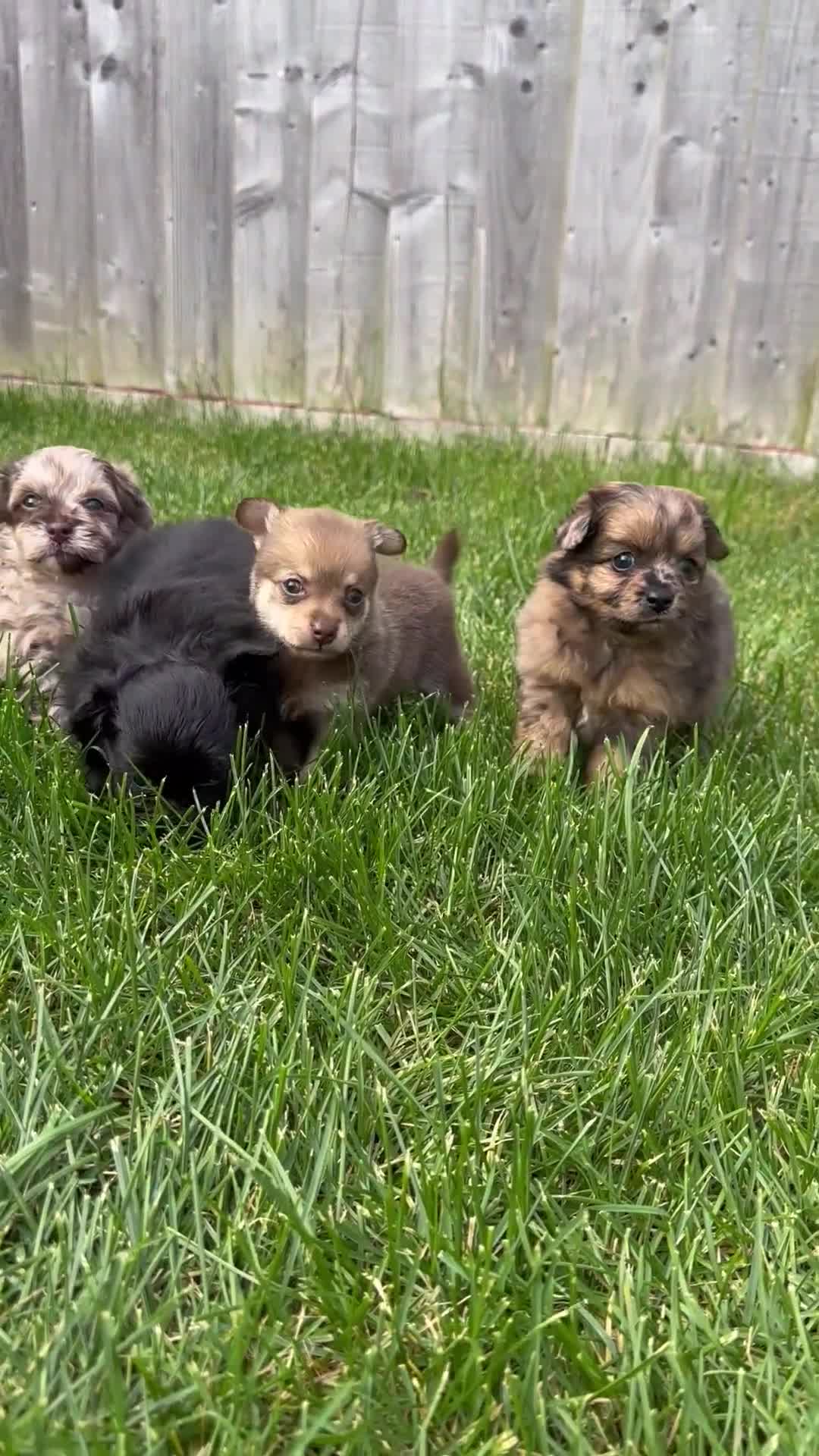 Mixed Breed dogs for sale: Adorable Doxiepoo x Pomeranian Puppies - Video 1
