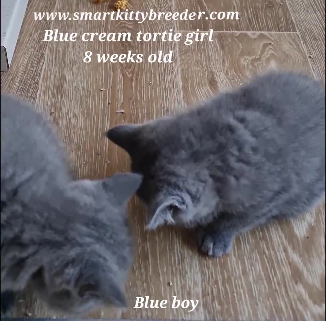 British Shorthair cats for sale: BSH Brother & sister READY NOW! GCCF reg.  in Lowestoft - Video 3