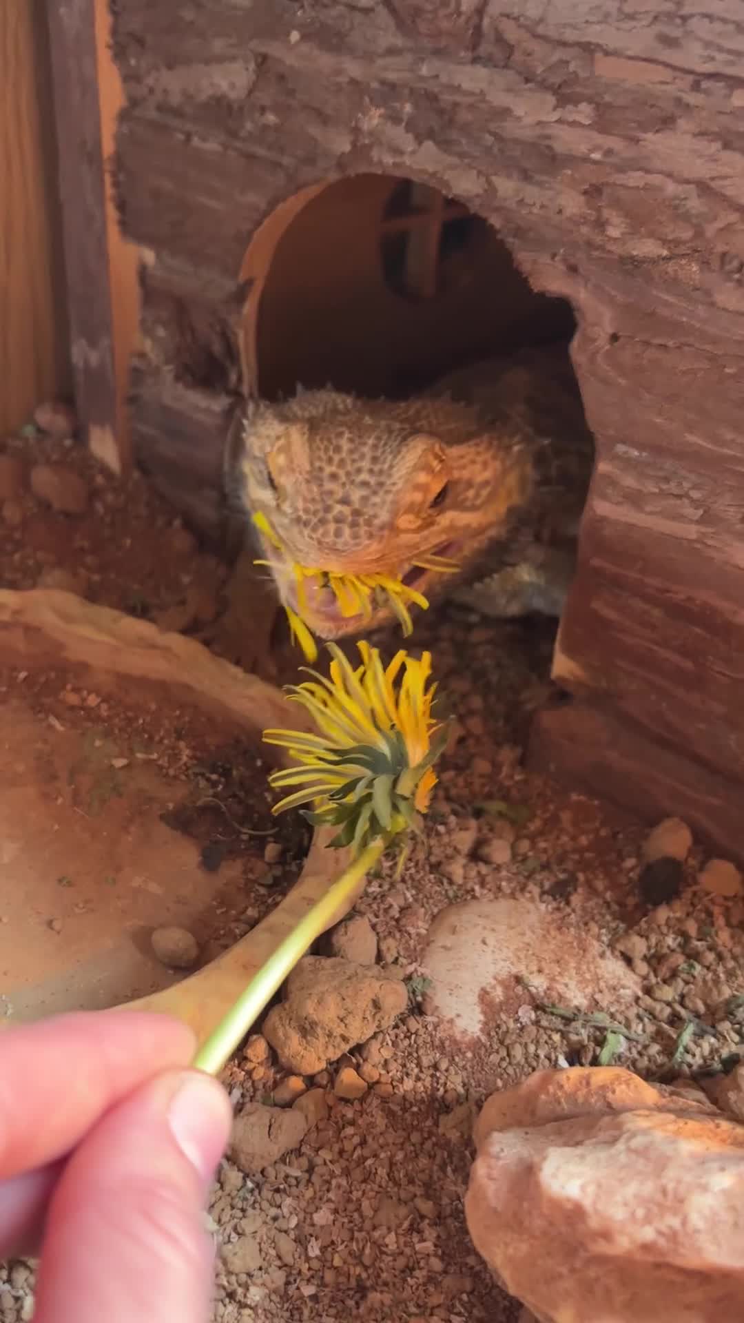 Bearded Dragon reptiles for sale: Bearded Dragon for Sale in Southend-on-Sea - Video 1