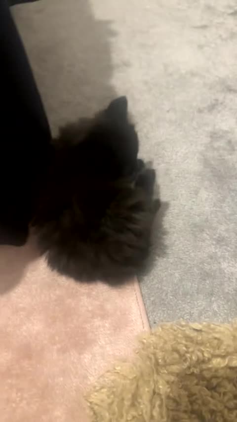 Maine Coon cats for sale: 4XXL maine coon kiittens in Leeds - Video 1