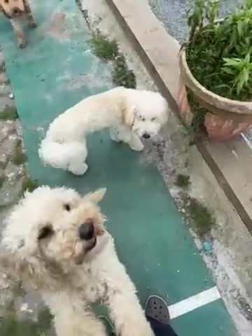 Miniature Poodle dogs for sale: Pedegree miniature poodle boy - Video 1