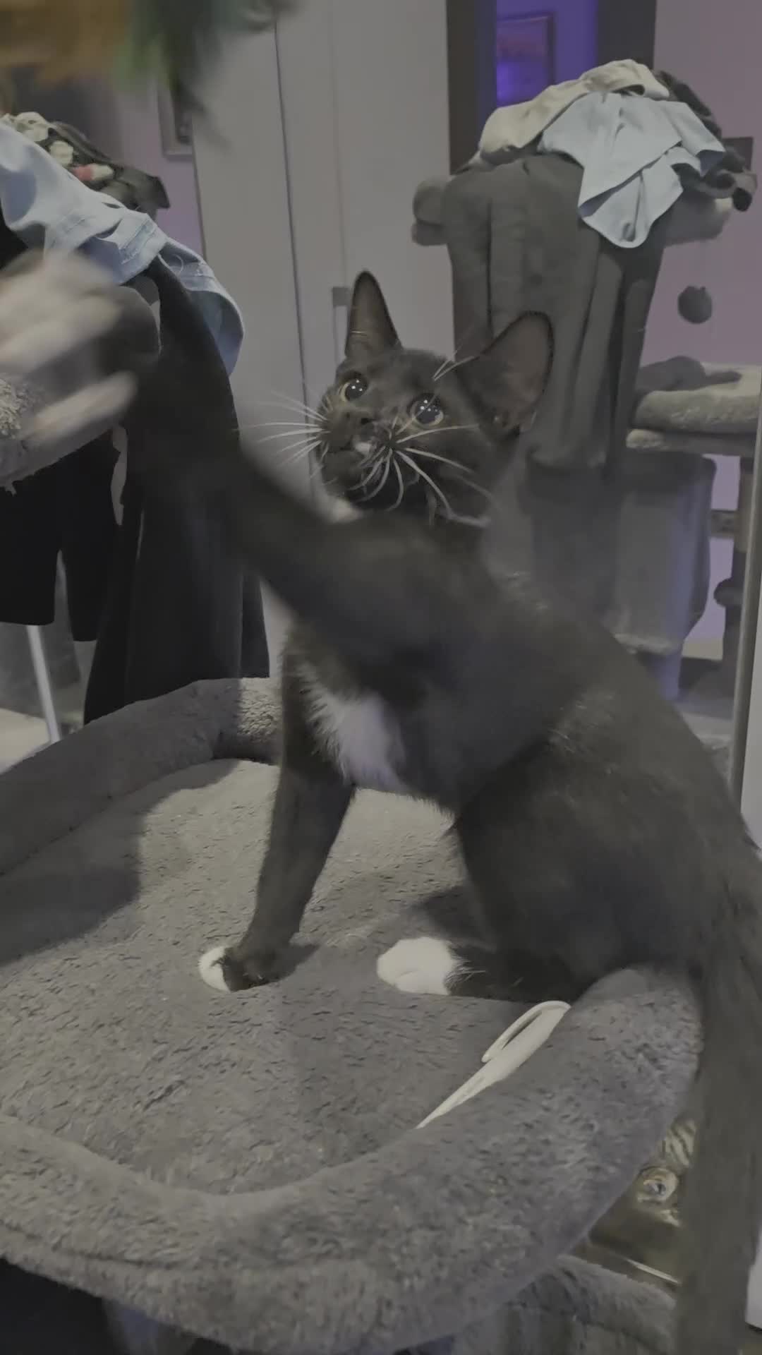 Domestic Shorthair cats for sale: 🐾Fully Vaccinated microchipped kitten BOY🐾 - Video 5
