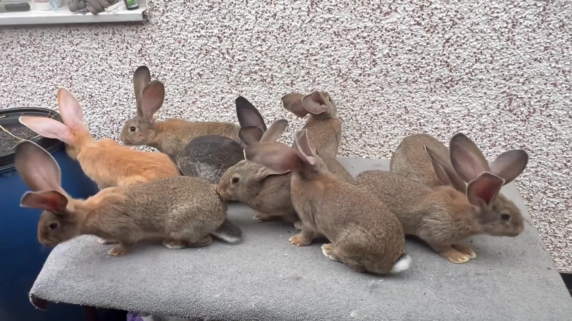 Continental Giant rabbits for sale: Giant continental  - Video 1