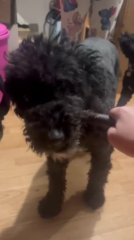 Mixed Breed dogs for sale: Handsome Hero 😍🐾 - Video 2
