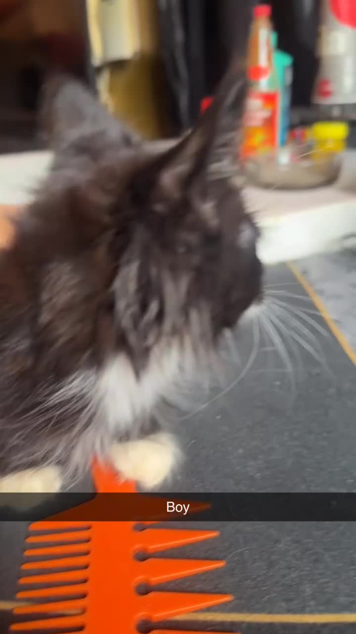 British Longhair cats for sale: 5 beautiful kittens for sale - Video 4