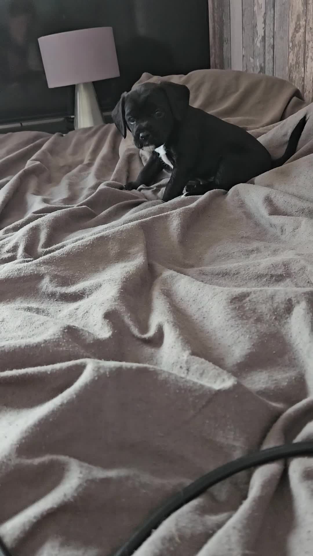 Mixed Breed dogs for sale: Last little girl of the litter left - Video 2