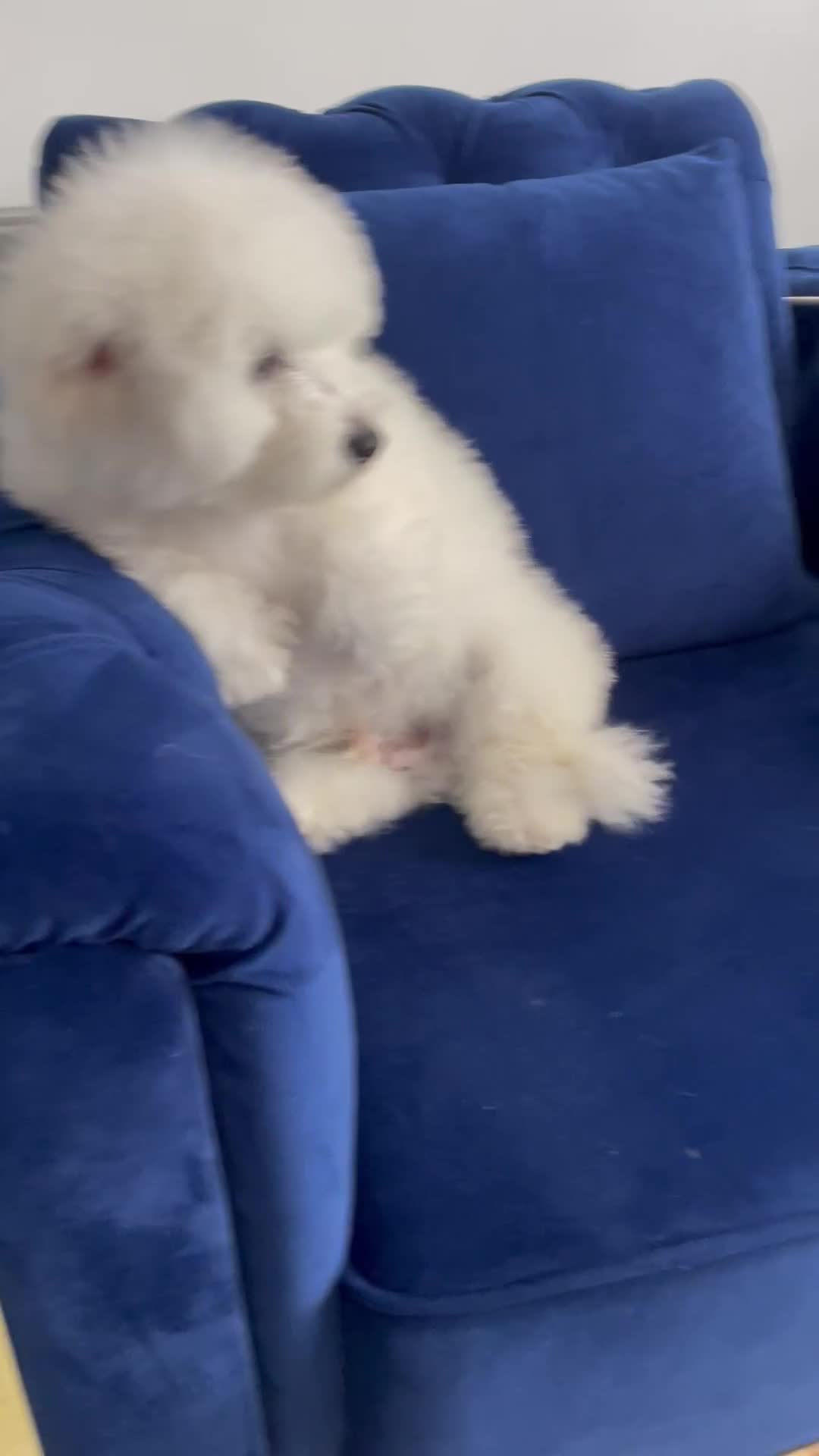 Bichon Frise dogs for sale: Bichon Frise Puppies  - Video 2