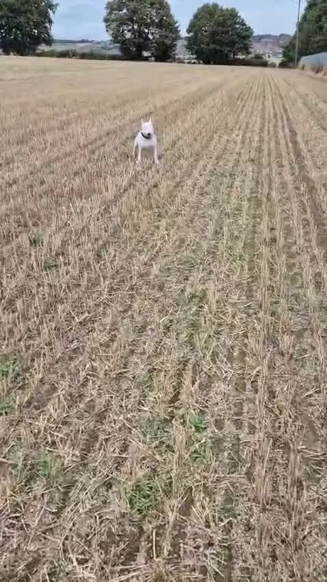 English Bull Terrier dogs for stud: Axel englishbull terrier - Video 1