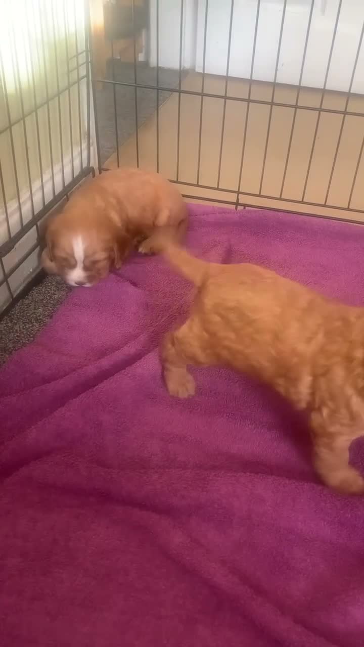 Cocker Spaniel dogs for sale: Cocker spaniel pups - Video 2