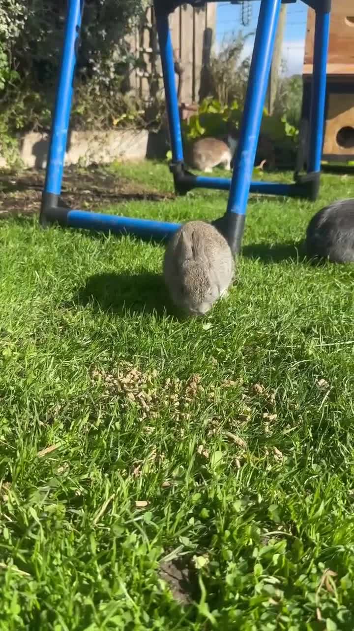 Netherland Dwarf rabbits for sale: Two Netherland dwarf Does - Video 1