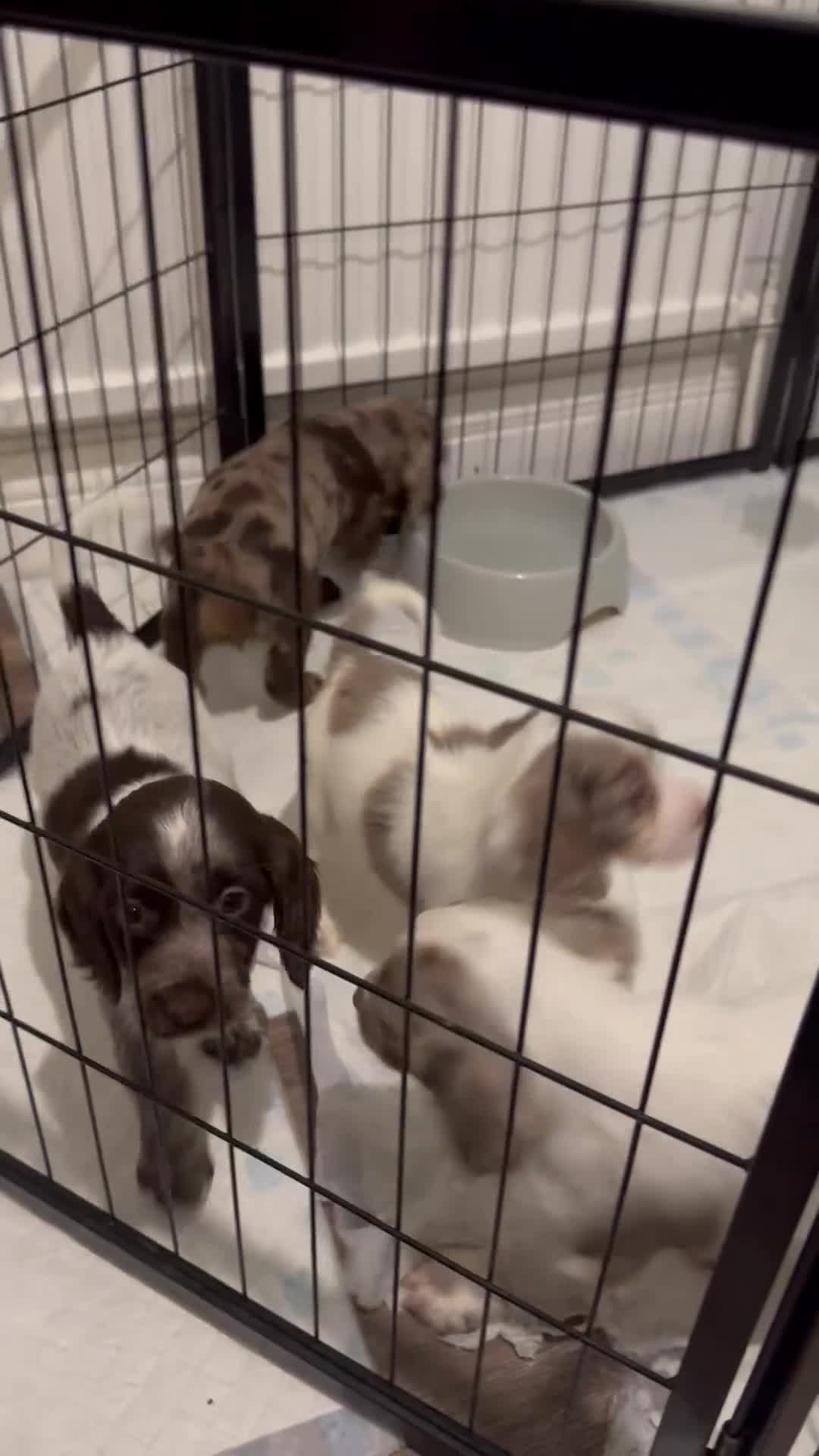 Cocker Spaniel dogs for sale: 4 Cocker Spaniel pups - unusual colours - Video 1