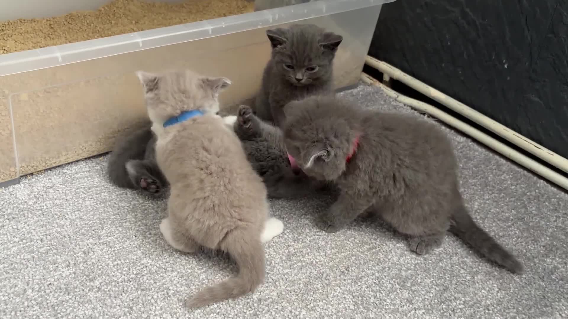 British Shorthair cats for sale: Beautiful kittens  - Video 1
