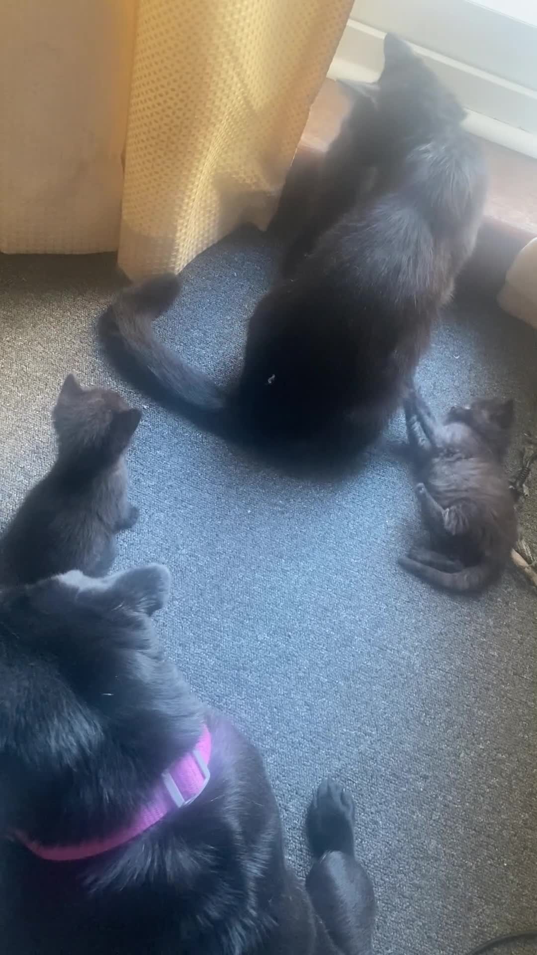 Mixed Breed cats for sale: 6 gorgeous kittens in Sheerness - Video 3