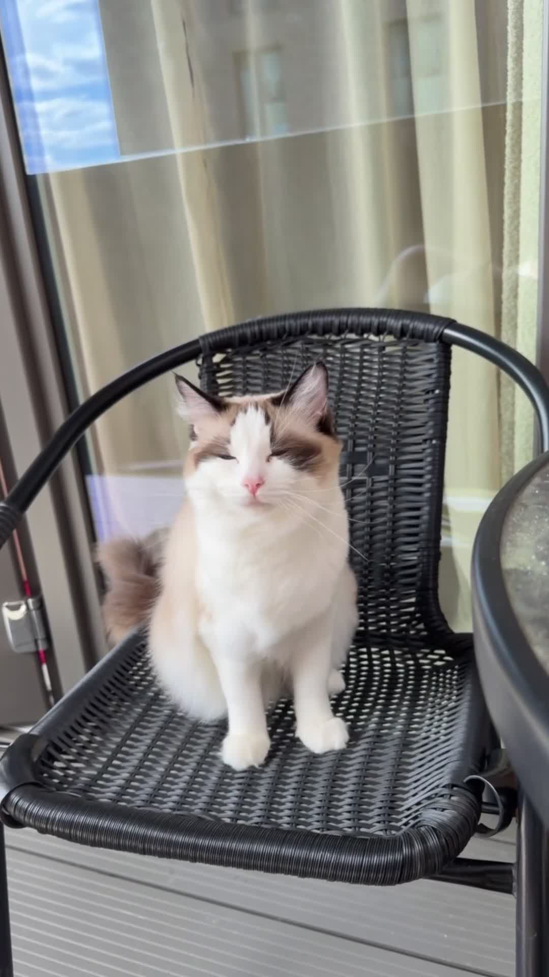 Ragdoll cats for sale: Mother and daughter only together  - Video 2