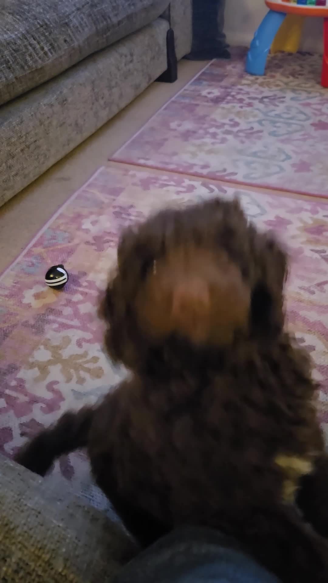 Labradoodle dogs for sale: Beautiful boy Rodney  - Video 1