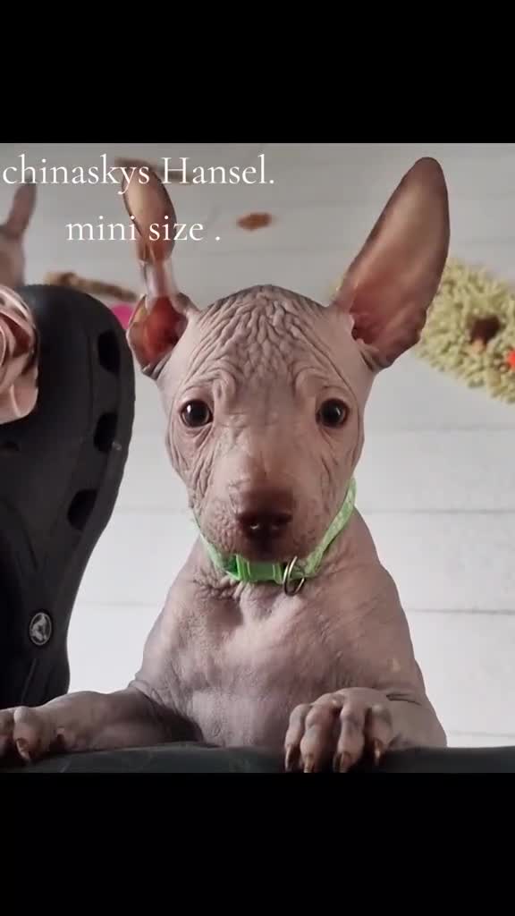 Mexican Hairless dogs for sale: Stunning 2 mini red boy pet. - Video 1