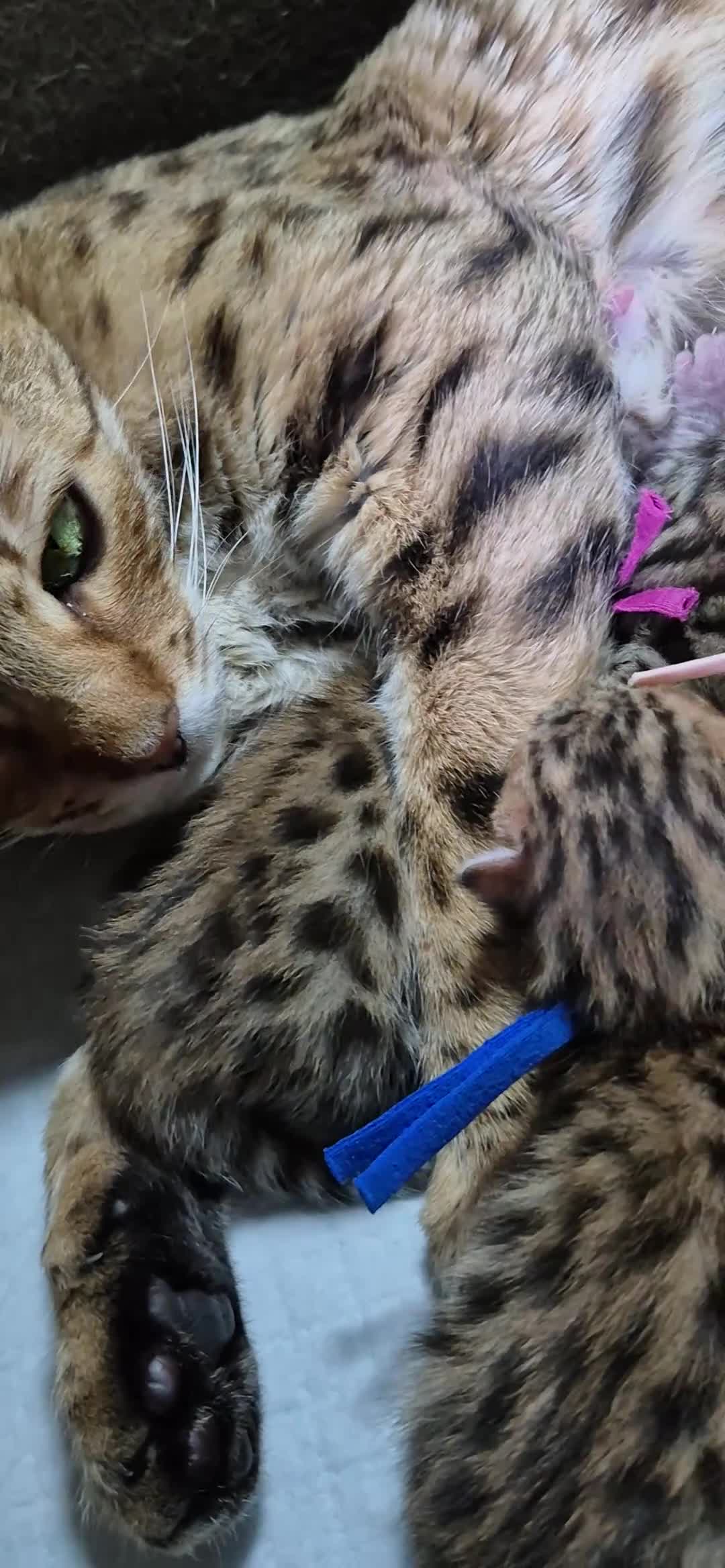 Bengal cats for sale: ✨️🐆STUNNING BROWN BENGALS. TICA REGISTERED ✨️🐆 - Video 1