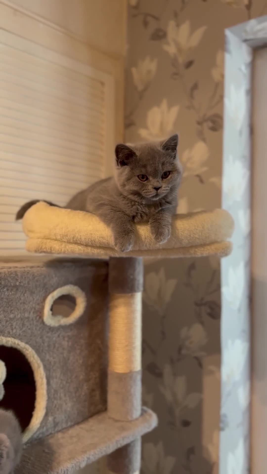 British Shorthair cats for sale: GCCF Active Registered Britsh Shorthair - Video 3
