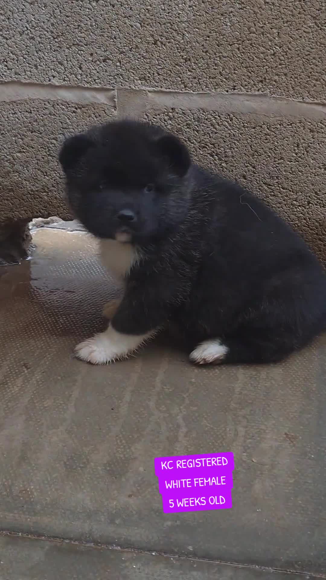Akita dogs for sale: KC REGISTERED BEAR HEAD AMERICAN AKITA FEMALE PUPS - Video 3