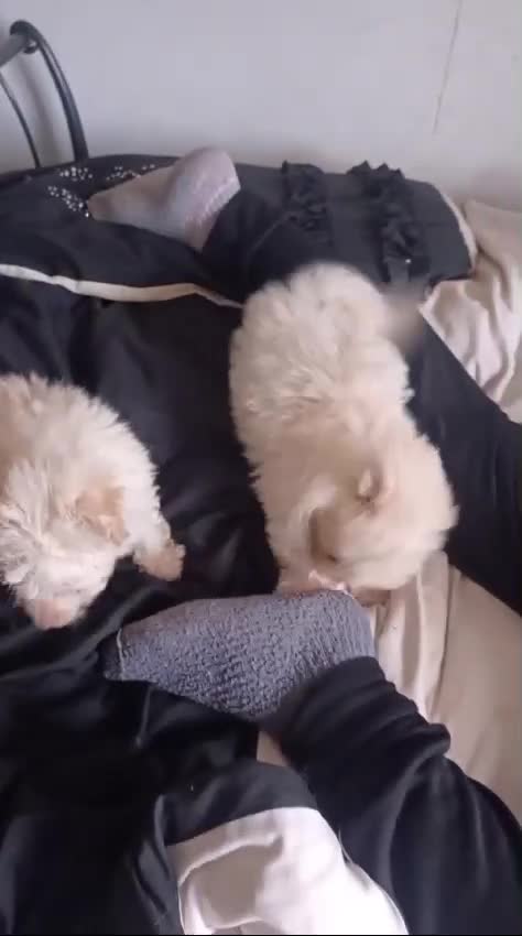 Pomeranian dogs for sale: Butiful Pomeranians - Video 1